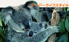 I[XgA@[LOzf[@X[Ct